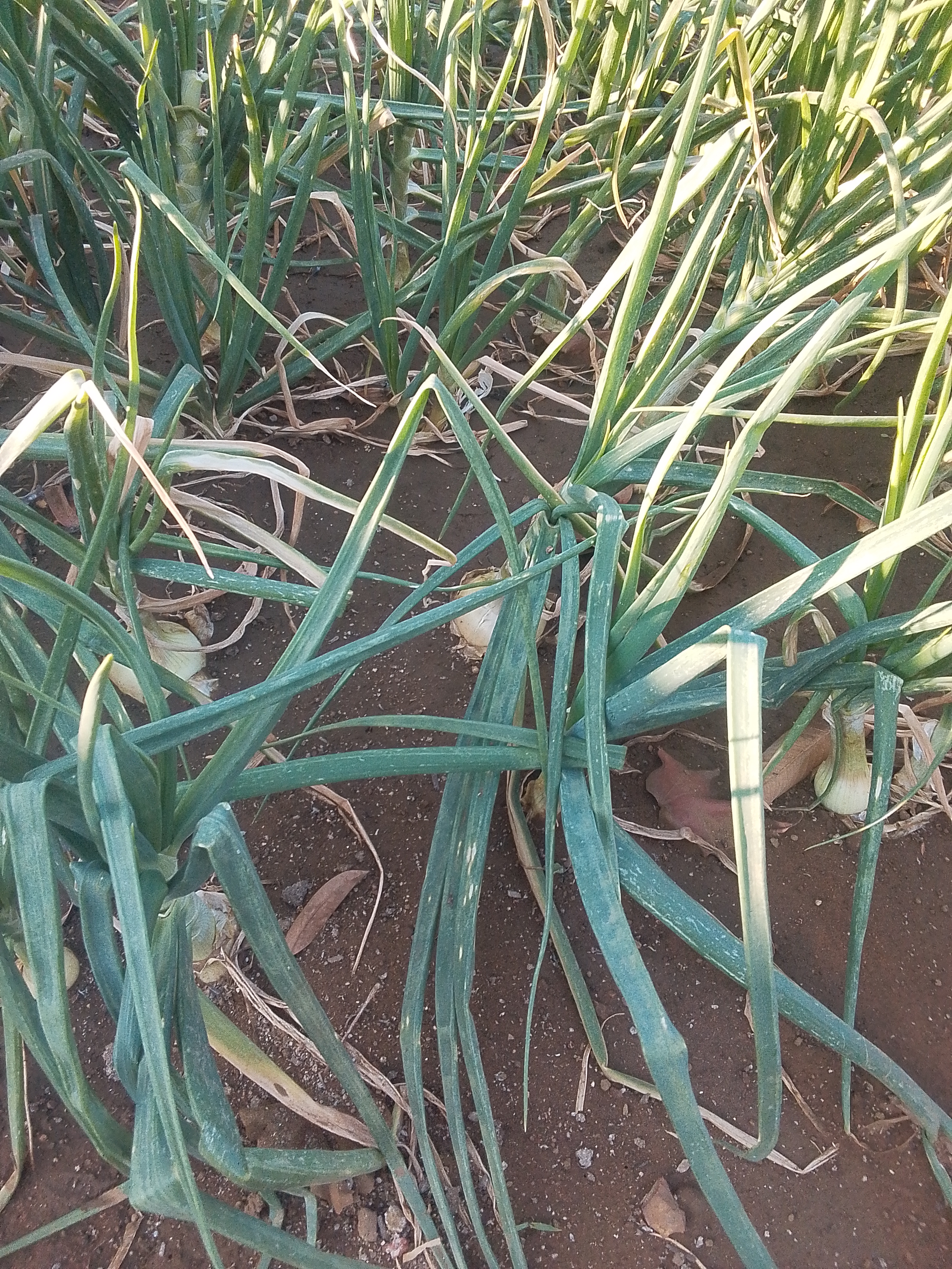 King Onions